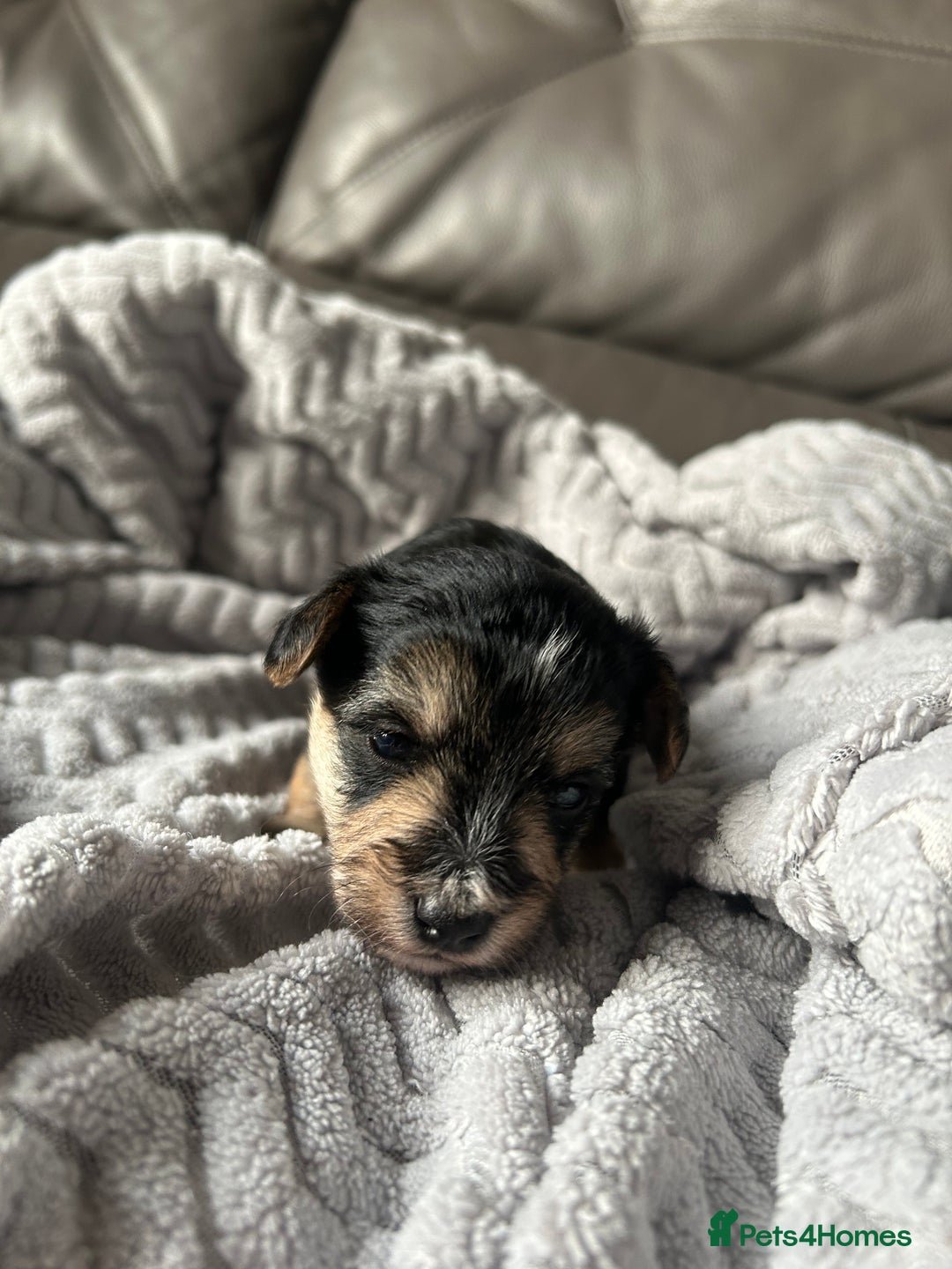 Mixed Breed dogs for sale: Maltipoo X Puppies For Sale 🐶🐾 - Image 6