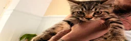 Mixed Breed cats for sale: 1/2 British blue kittens - Advert 3