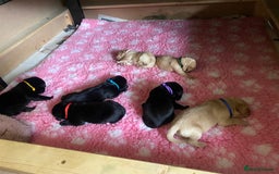 Labrador Retriever dogs for sale: X2 black Labrador puppies ready before **  - Image 2