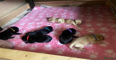 Labrador Retriever dogs - Advert 7