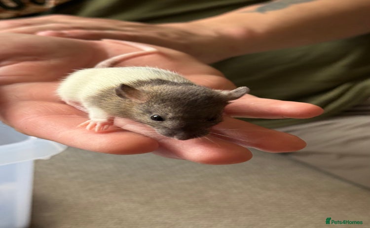 Rat rodents - Advert 2