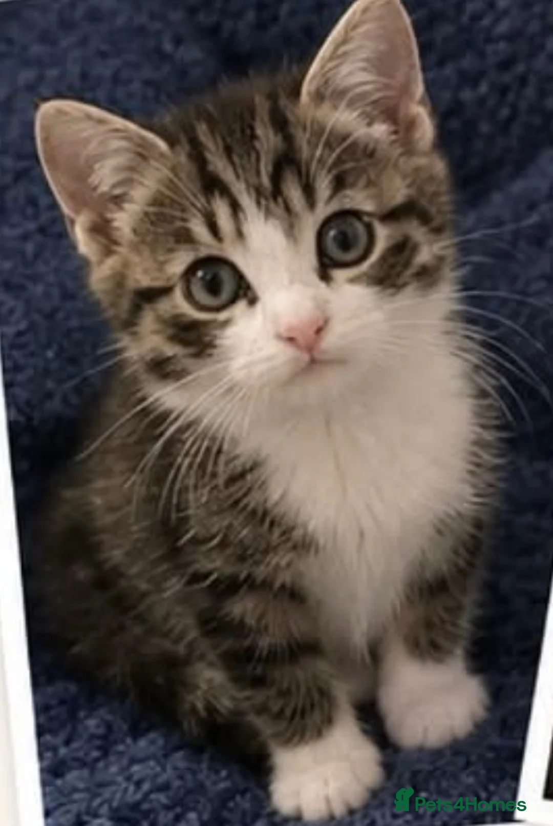 Mixed Breed cats for sale: Tabby cat ready for new home ✨ - Advert 1