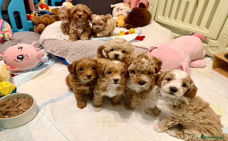 Maltipoo dogs Adorable F1B Maltipoos Ready this week for new 🏡 - Advert 1