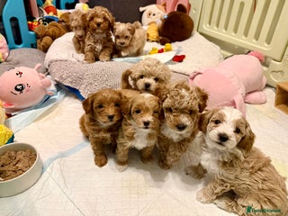 Maltipoo dogs Adorable F1B Maltipoos Ready this week for new 🏡 - Advert 2