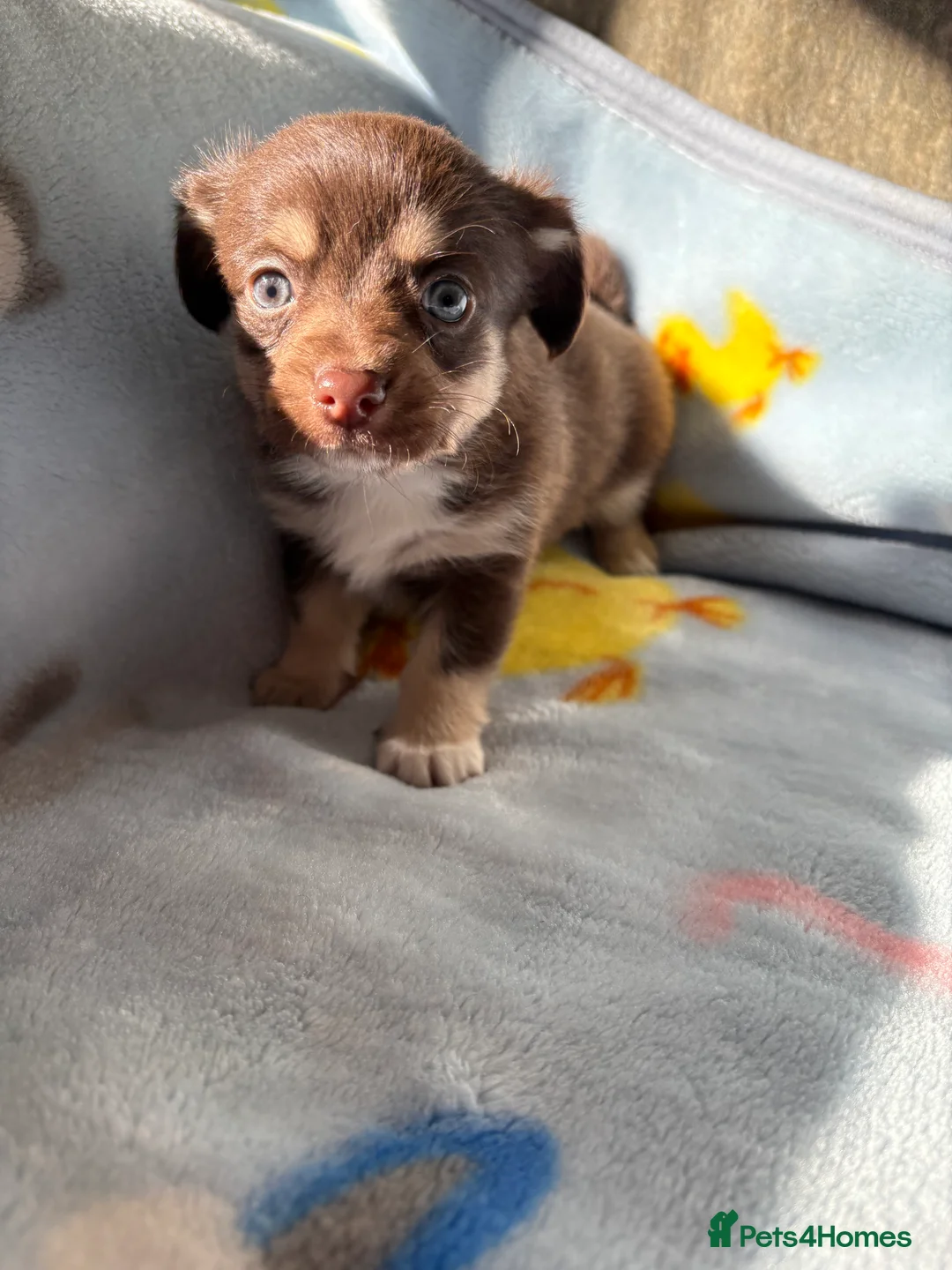 Mixed Breed dogs for sale: Pomeranian x Yorkshire terrier puppies - Advert 5