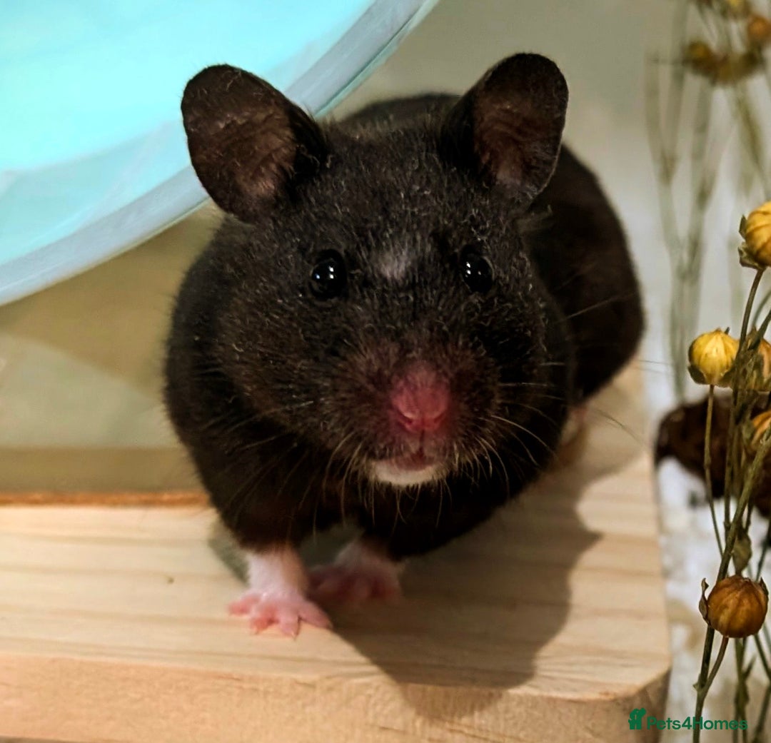 Hamster rodents for sale: Adorable Female Syrian Hamster for Adoption  - Image 4