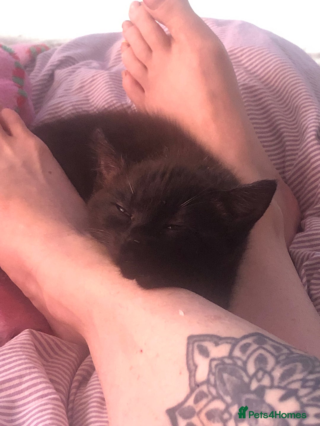 Bombay cats for sale: 🌟 🐾Ready to go🐾🌟 - Image 7