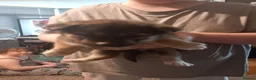 Huskita dogs for sale: Husky akita puppies  - Advert 11