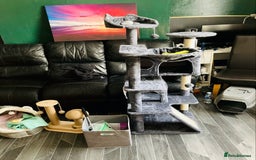 American Shorthair cats for sale: BEAUTIFUL AMERICAN SHORTHAIR 🐈‍⬛ ALL INCLUSIVE 🤩 - Image 5