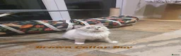 Ragdoll cats for sale: 💖11 WEEKS OLD💖 GCCF Registered Ragdoll Kittens. - Advert 18