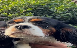 Cavalier King Charles Spaniel dogs for sale: Cavalier King Charles Spaniel - Image 3