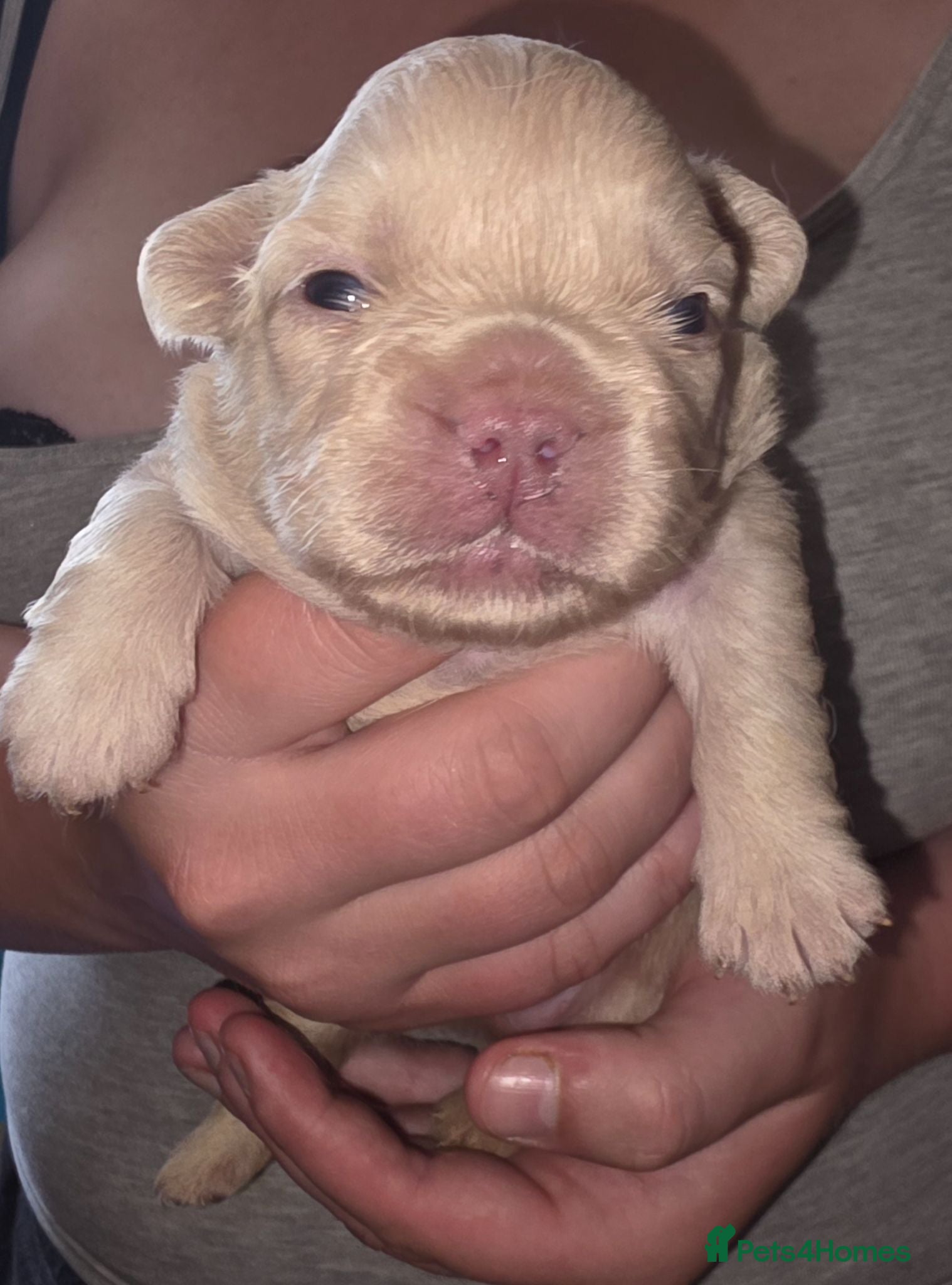 French Bulldog dogs French Bulldog pups - Advert 1