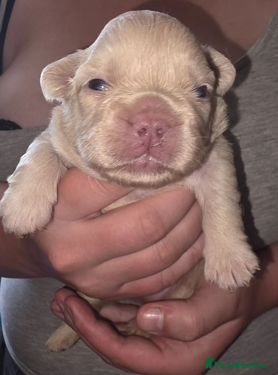 French Bulldog dogs for sale: French Bulldog pups - Advert 1