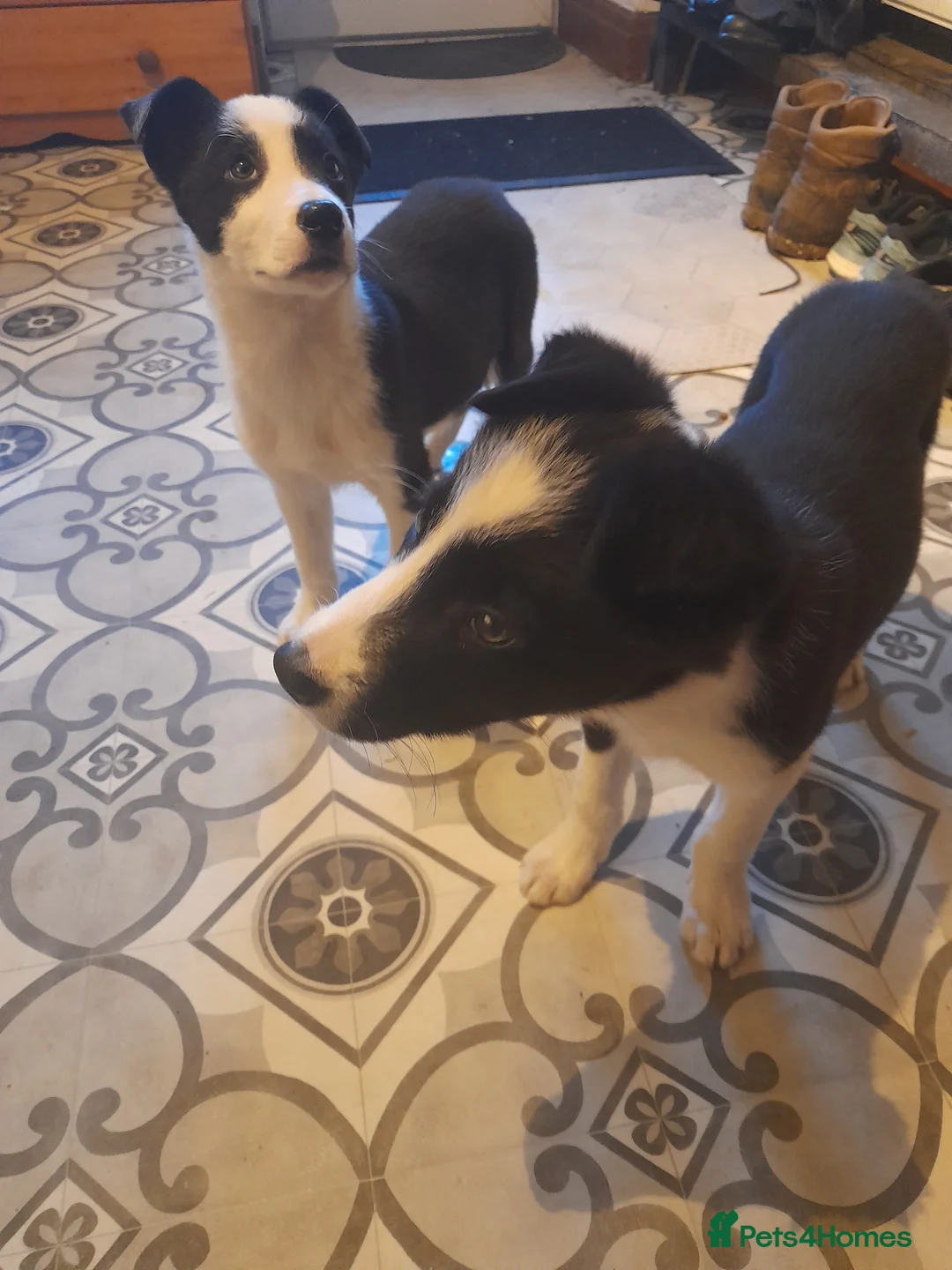 Border Collie dogs for sale: Puppies 🐶  - Advert 2