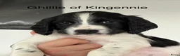 English Springer Spaniel dogs for sale: KC Registered English Springer Spaniel puppies - Advert 10