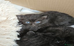 British Shorthair cats for sale: Baby kitten - Image 1