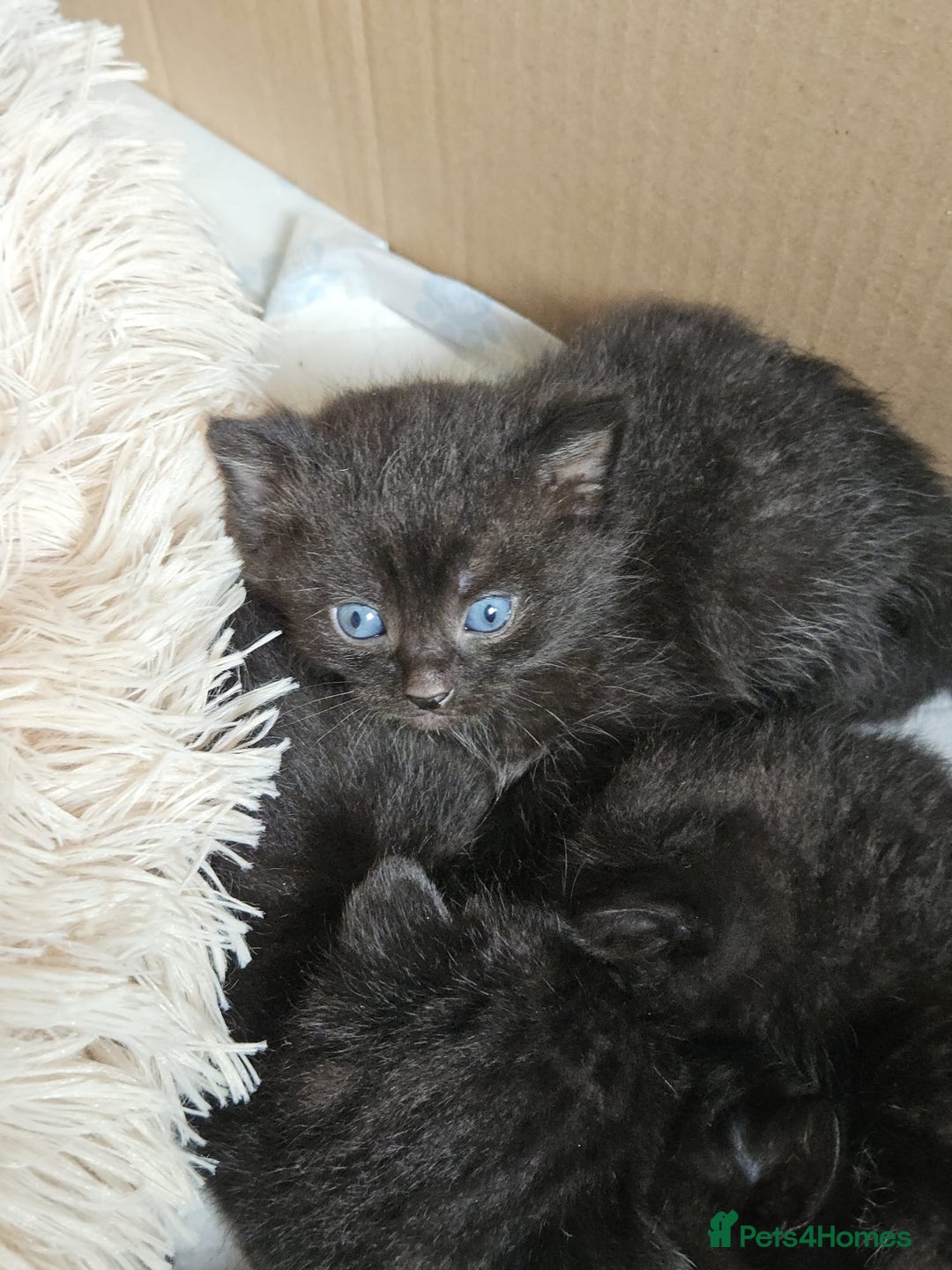 British Shorthair cats for sale: Baby kitten - Image 1