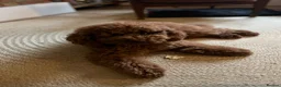 Labradoodle dogs for sale: Beautiful Red Labradoodle Puppies - Advert 7