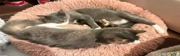 Mixed Breed cats for sale: 2 female kittens for sale - Advert 15