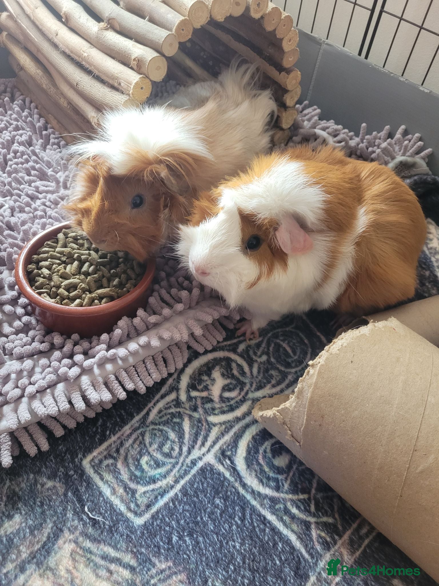 Guinea Pig rodents 2 male and 3 female guinea pigs - Advert 1