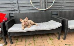 French Bulldog dogs for stud: Male for stud  in Hull - Image 5