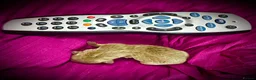 Chihuahua dogs for sale: Tiny stunning Russian Chihuahua’s   - Advert 11