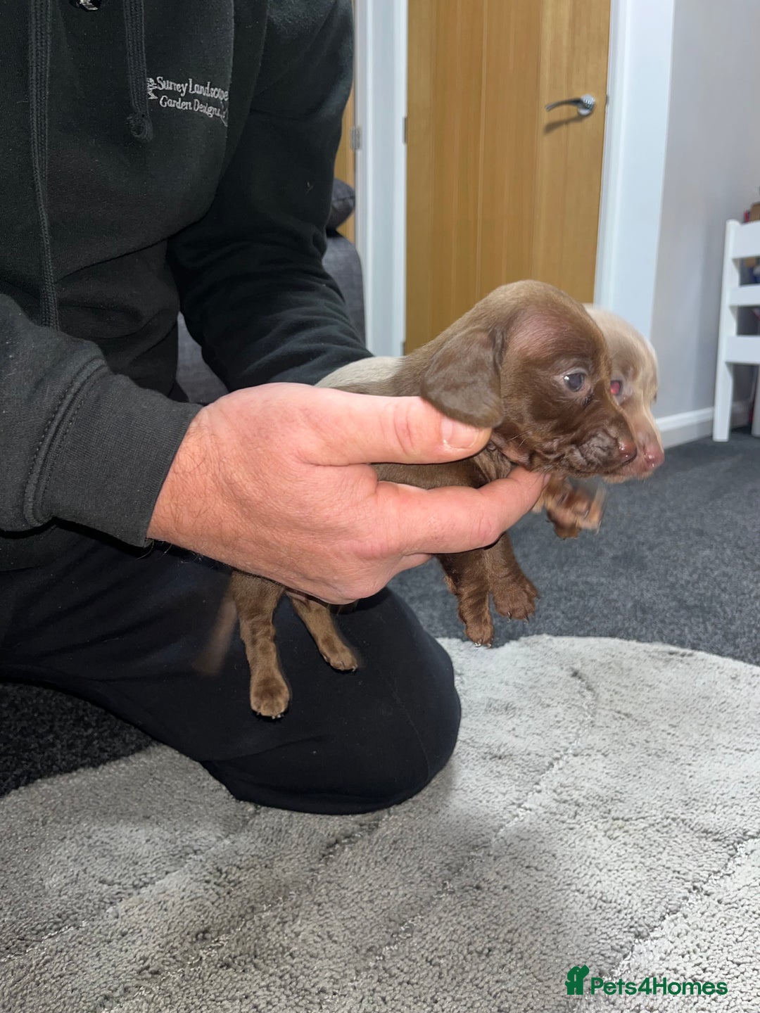 Dachshund dogs for sale: Dachund puppies for sale! - Advert 7