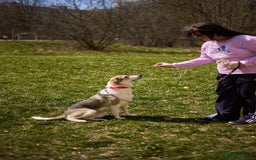 Mixed Breed dogs for adoption: 💖🐶 NINA 🐶💖 - Image 12