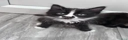 Domestic Shorthair cats for sale: 4 beautiful kittens for sale  in Hatfield - Advert 4