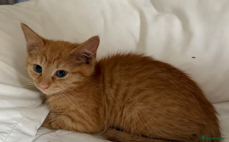 Mixed Breed cats - Advert 10