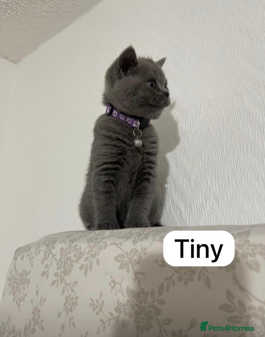 British Shorthair cats for sale: British short hair kittens for sale - Advert 4