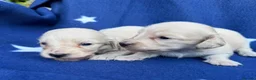 Miniature Dachshund dogs for sale: KC reg English Cream mini Dachshund puppies  - Advert 11