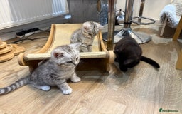 British Shorthair cats for sale: GCCF BSH Chinchilla Rare, Beautiful Kittens - Image 20