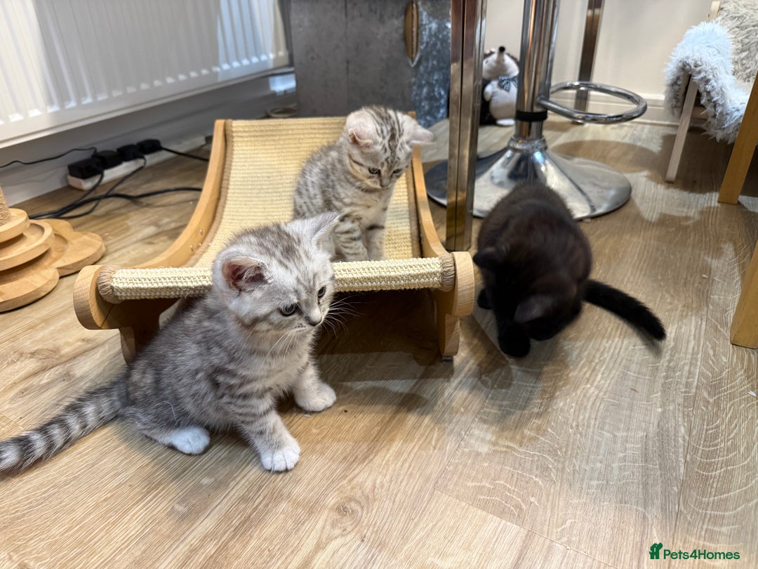 British Shorthair cats for sale: GCCF BSH Chinchilla Rare, Beautiful Kittens - Image 20