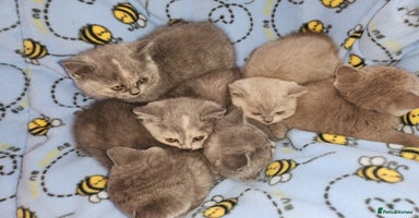 British Longhair cats - Advert 11