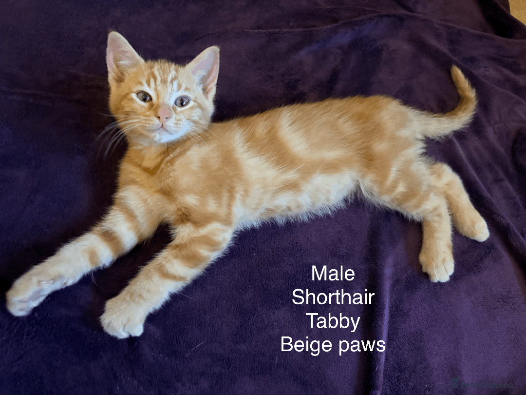 Mixed Breed cats for sale: Seven gingers, bundles of joy! - Advert 23