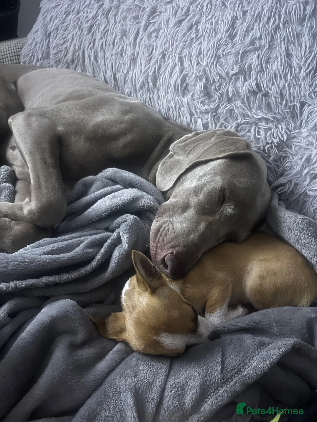 Weimaraner dogs for sale: Weimaraner   - Advert 9