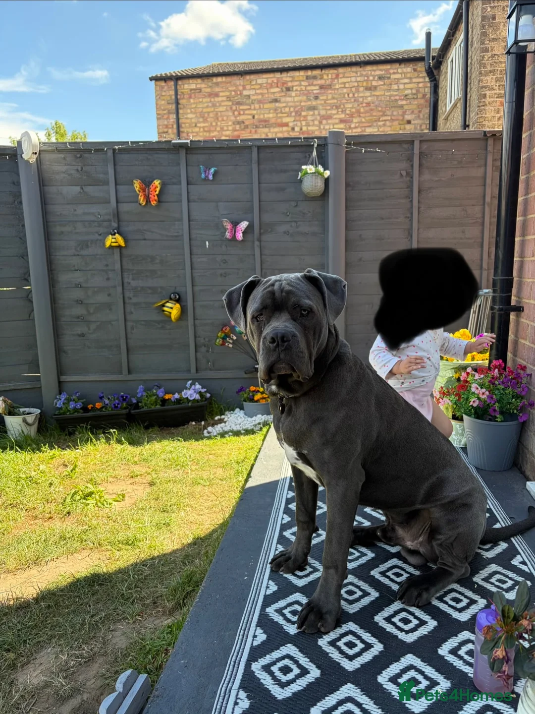 Cane Corso dogs for sale: 8 Month Old Male Cane Corso  in Barnetby - Advert 2