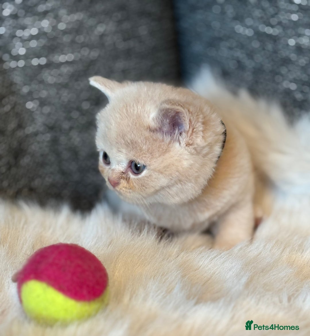 British Shorthair cats for sale: British Shorthair Kittens - Image 26