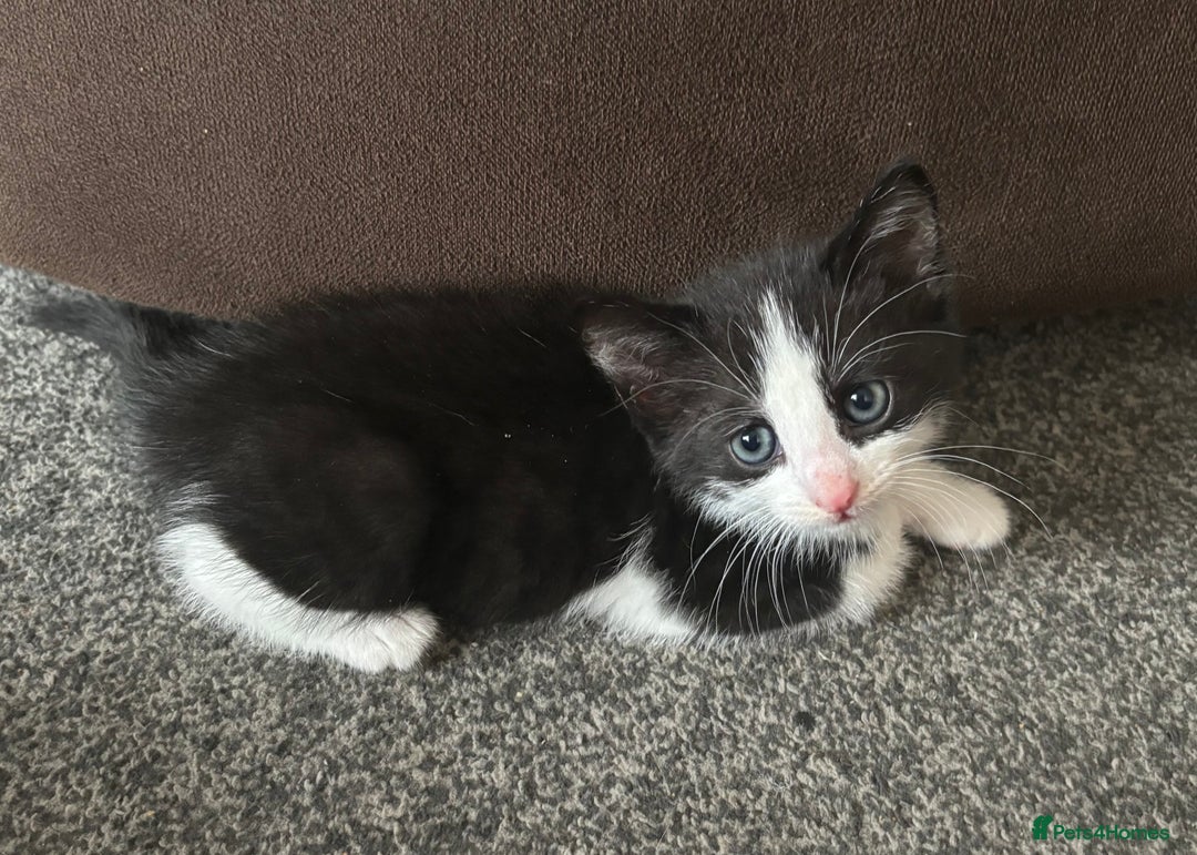 Mixed Breed cats for sale: 3 beautiful boy - Image 5