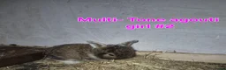 Mini Lion Lop rabbits for sale: Mini lion lops - Advert 4