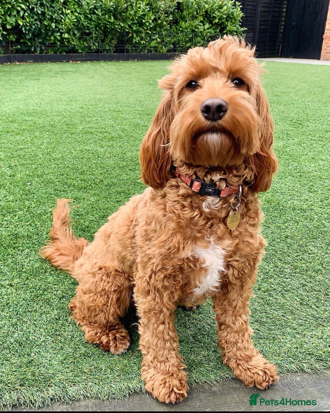 Cockapoo dogs for sale: 3 Stunning Dark Red Cockapoo Puppies - Image 11