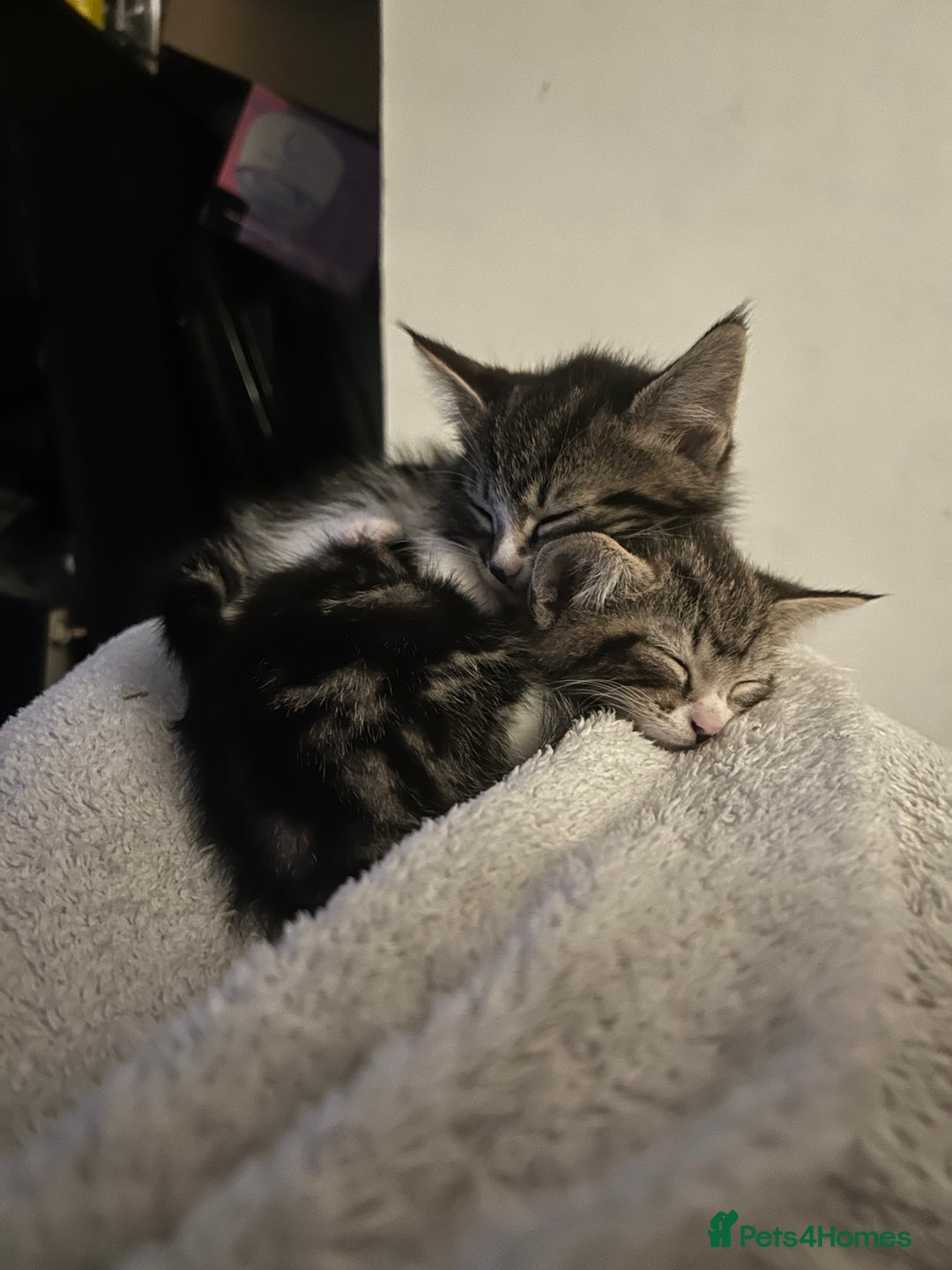 Bengal cats for sale: Two male kittens - Image 1