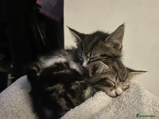 Bengal cats - Advert 1