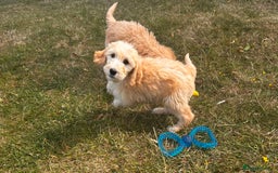 Goldendoodle dogs for sale: F1 Standard Golden Doodles last 1 female - Image 22