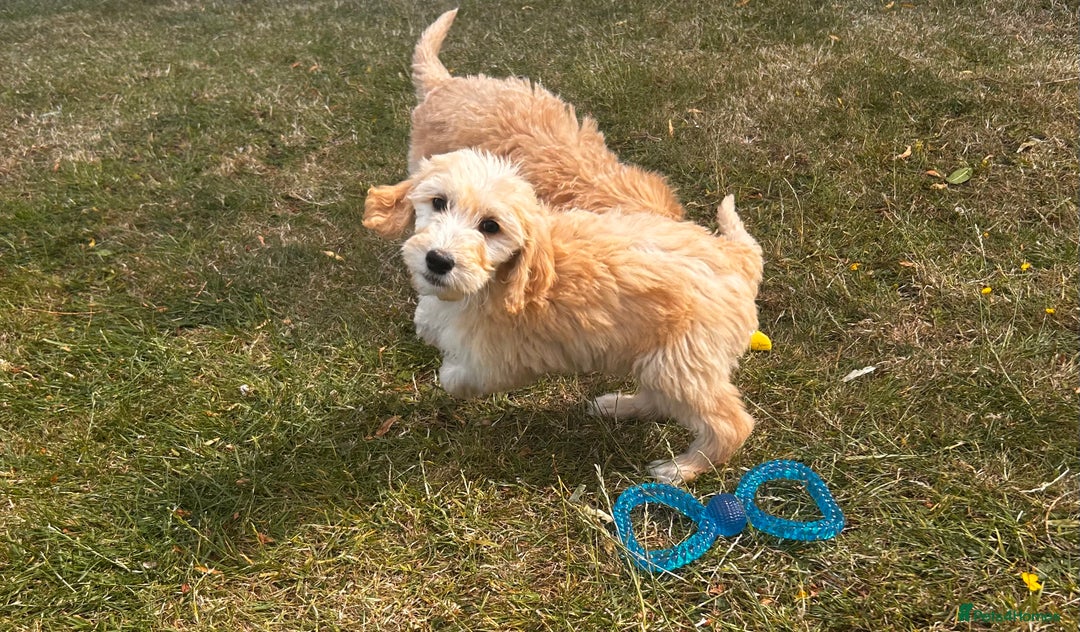 Goldendoodle dogs for sale: F1 Standard Golden Doodles last 1 female - Image 22