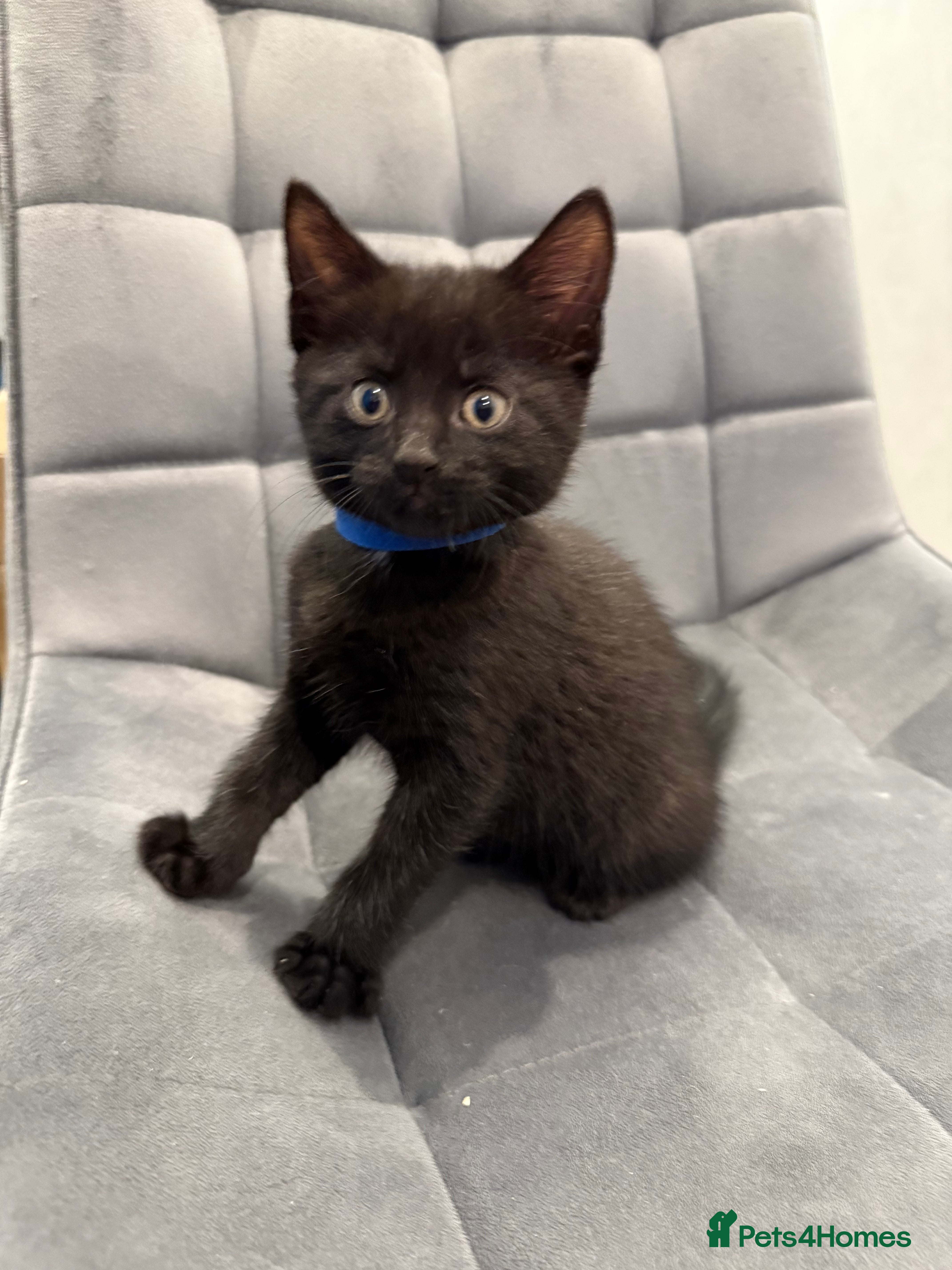 Mixed Breed cats Kittens for sale - Advert 5