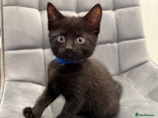 Mixed Breed cats Kittens for sale - Advert 5