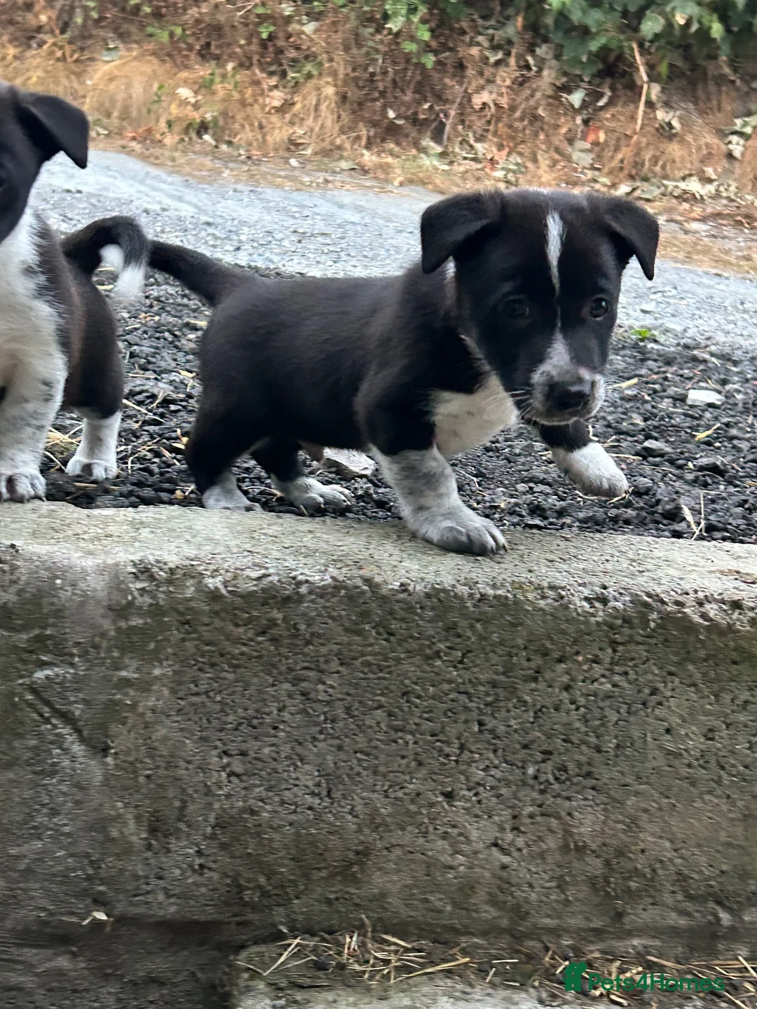 Mixed Breed dogs for sale: Jack Russell / border collie mix  - Advert 1