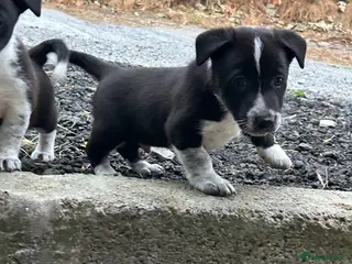 Mixed Breed dogs Jack Russell / border collie mix - Advert 1